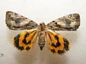 Charming Underwing - Hodges#8867 - photo 3