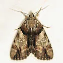 Charming Underwing - Hodges#8867 - photo 4
