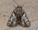 Charming Underwing - Hodges#8867 - photo 5