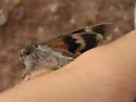 Briseis Underwing - Hodges#8817 - photo 2