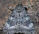 Briseis Underwing - Hodges#8817 - photo 3