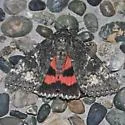 Briseis Underwing - Hodges#8817 - photo 4