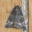 Briseis Underwing - Hodges#8817 - photo 5