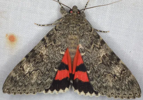 Catocala californica - Hodges#8814 - Catocala californica