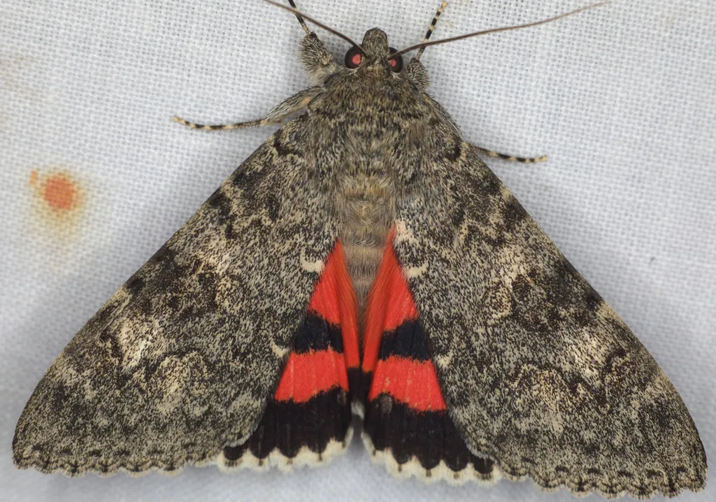 Catocala californica - Hodges#8814 - photo 2