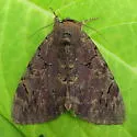 Darling Underwing - Hodges#8832 - photo 2
