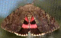 Darling Underwing - Hodges#8832 - photo 3