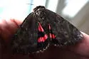 Darling Underwing - Hodges#8832 - photo 4