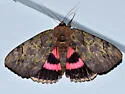 Darling Underwing - Hodges#8832 - photo 5