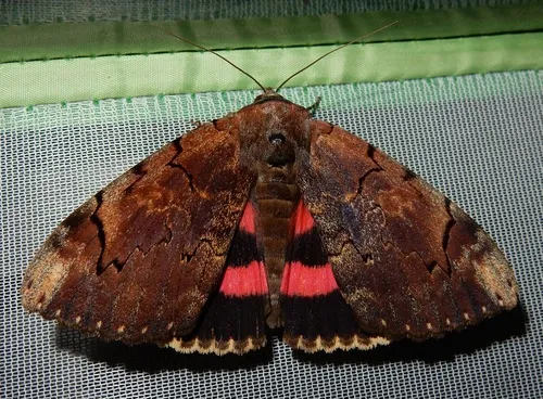 Carissima Underwing - Hodges#8832.1