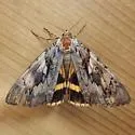 Yellow-banded Underwing - Hodges#8802