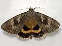Yellow-banded Underwing - Hodges#8802 - photo 2