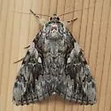 Yellow-banded Underwing - Hodges#8802 - photo 3
