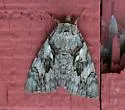 Yellow-banded Underwing - Hodges#8802 - photo 4