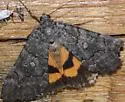 Catocala chelidonia - Hodges#8838 - photo 2