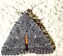 Catocala chelidonia - Hodges#8838 - photo 3