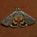 Clinton's Underwing Moth - Hodges#8872 - Catocala clintonii