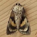 Clinton's Underwing Moth - Hodges#8872 - photo 2