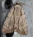 Clinton's Underwing Moth - Hodges#8872 - photo 3