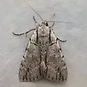 Clinton's Underwing Moth - Hodges#8872 - photo 4