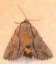 Clinton's Underwing Moth - Hodges#8872 - photo 5