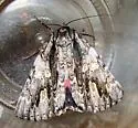 Scarlet Underwing - Hodges#8851
