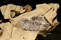 Scarlet Underwing - Hodges#8851 - photo 3