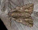 Scarlet Underwing - Hodges#8851 - photo 4