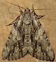 Scarlet Underwing - Hodges#8851 - photo 5