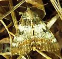 Connubial Underwing - Hodges#8877
