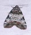 Connubial Underwing - Hodges#8877 - photo 3
