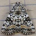 Connubial Underwing - Hodges#8877 - photo 4