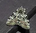 Connubial Underwing - Hodges#8877 - photo 5