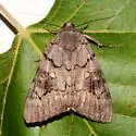 The Consort Underwing - Hodges#8772 - Catocala consors