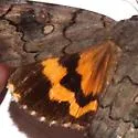 The Consort Underwing - Hodges#8772 - photo 2