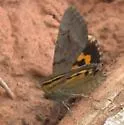 The Consort Underwing - Hodges#8772 - photo 3