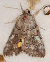 The Consort Underwing - Hodges#8772 - photo 5