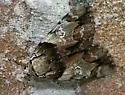 Hawthorn Underwing - Hodges#8858