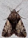 Hawthorn Underwing - Hodges#8858 - photo 2