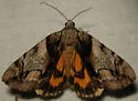 Hawthorn Underwing - Hodges#8858 - photo 3