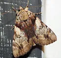 Hawthorn Underwing - Hodges#8858 - photo 4