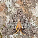 Hawthorn Underwing - Hodges#8858 - photo 5