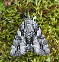 Dejected Underwing - Hodges#8790
