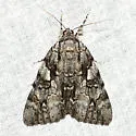 Dejected Underwing - Hodges#8790 - photo 2