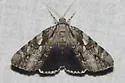 Dejected Underwing - Hodges#8790 - photo 3