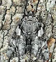 Dejected Underwing - Hodges#8790 - photo 4