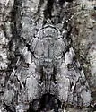 Dejected Underwing - Hodges#8790 - photo 5