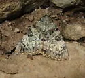 Desdemona Underwing - Hodges#8835.1 - photo 2