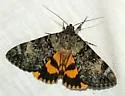 Desdemona Underwing - Hodges#8835.1 - photo 3