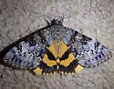 Desdemona Underwing - Hodges#8835.1 - photo 4